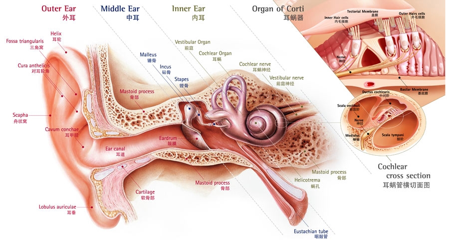 耳部解剖圖